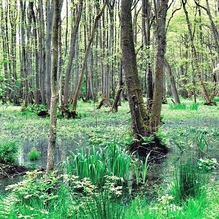 Zur Alten Boddenfischerei Ferienwohnung Heidezauber Neuendorf Heide Eksteriør billede